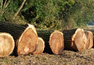 Holz Fürstliches Forstamt